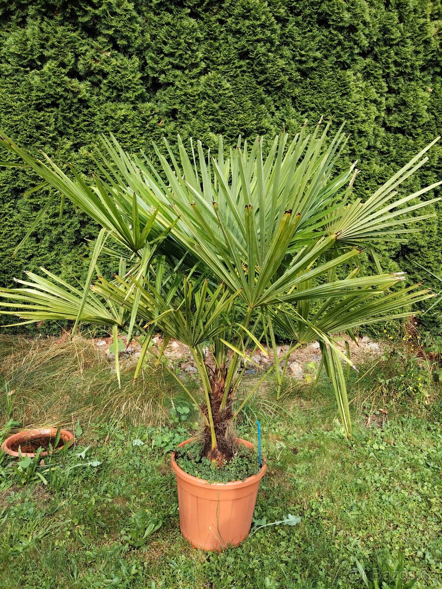 Palma trachycarpus fortunei 120cm