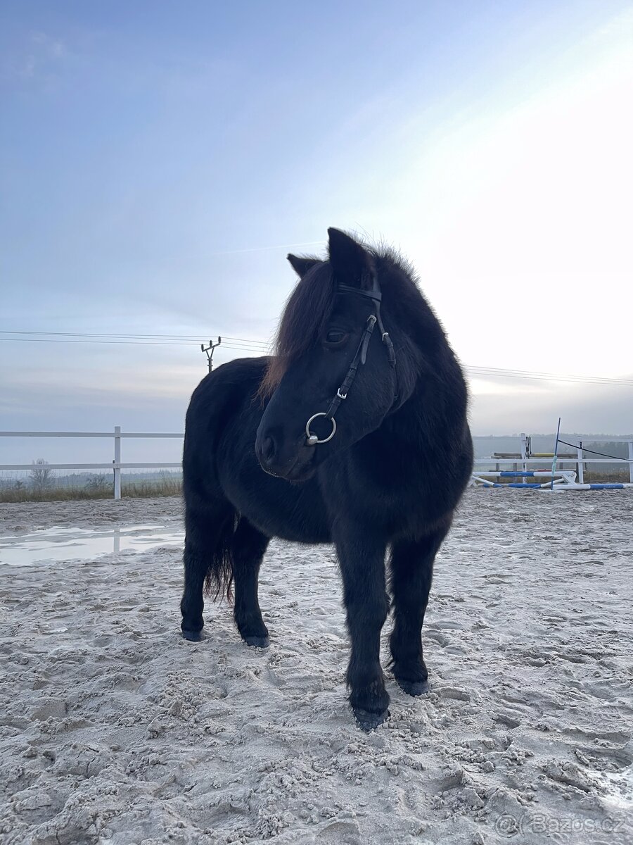Klisna Shetlandský pony