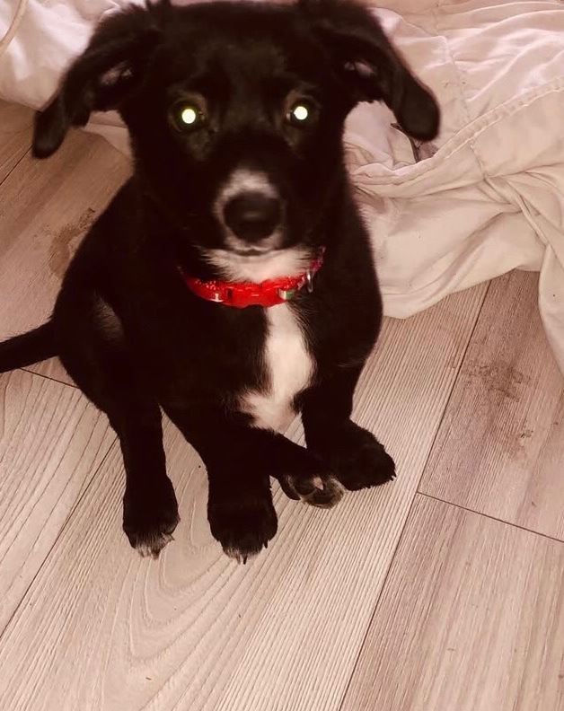 Prodám štěně labrador X Voříšek