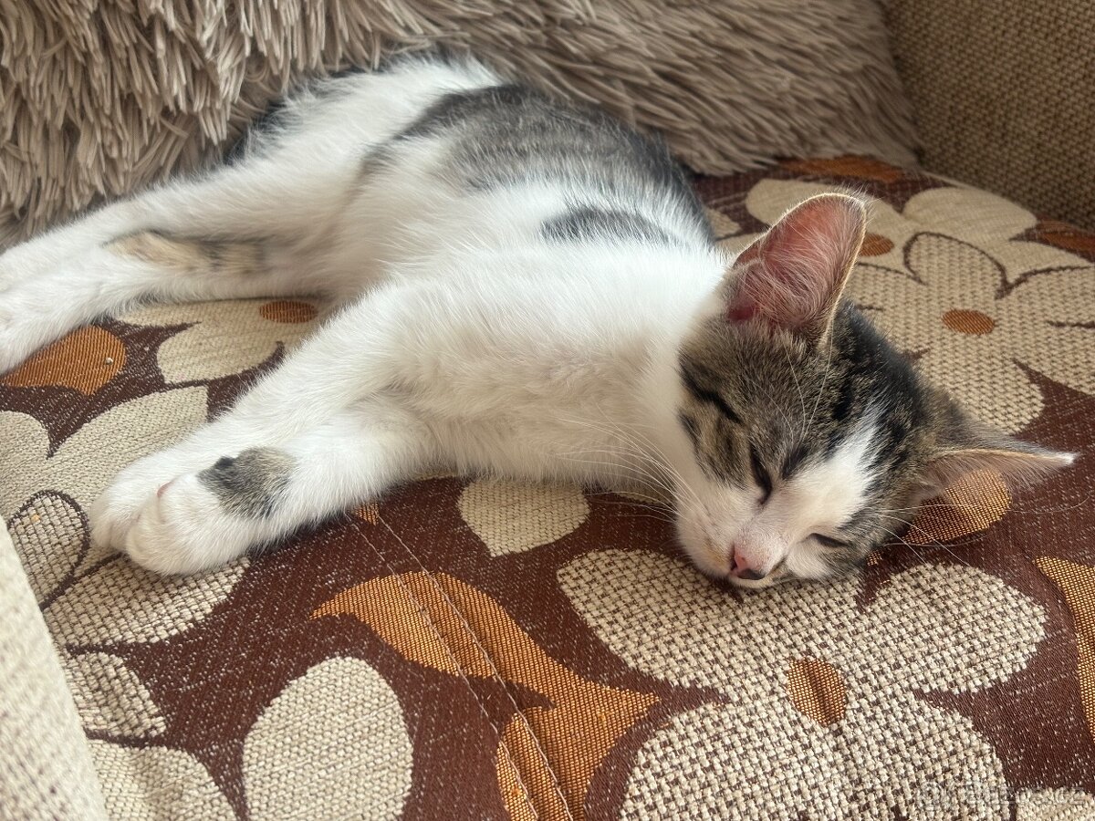 Daruji dva kocoury - 10