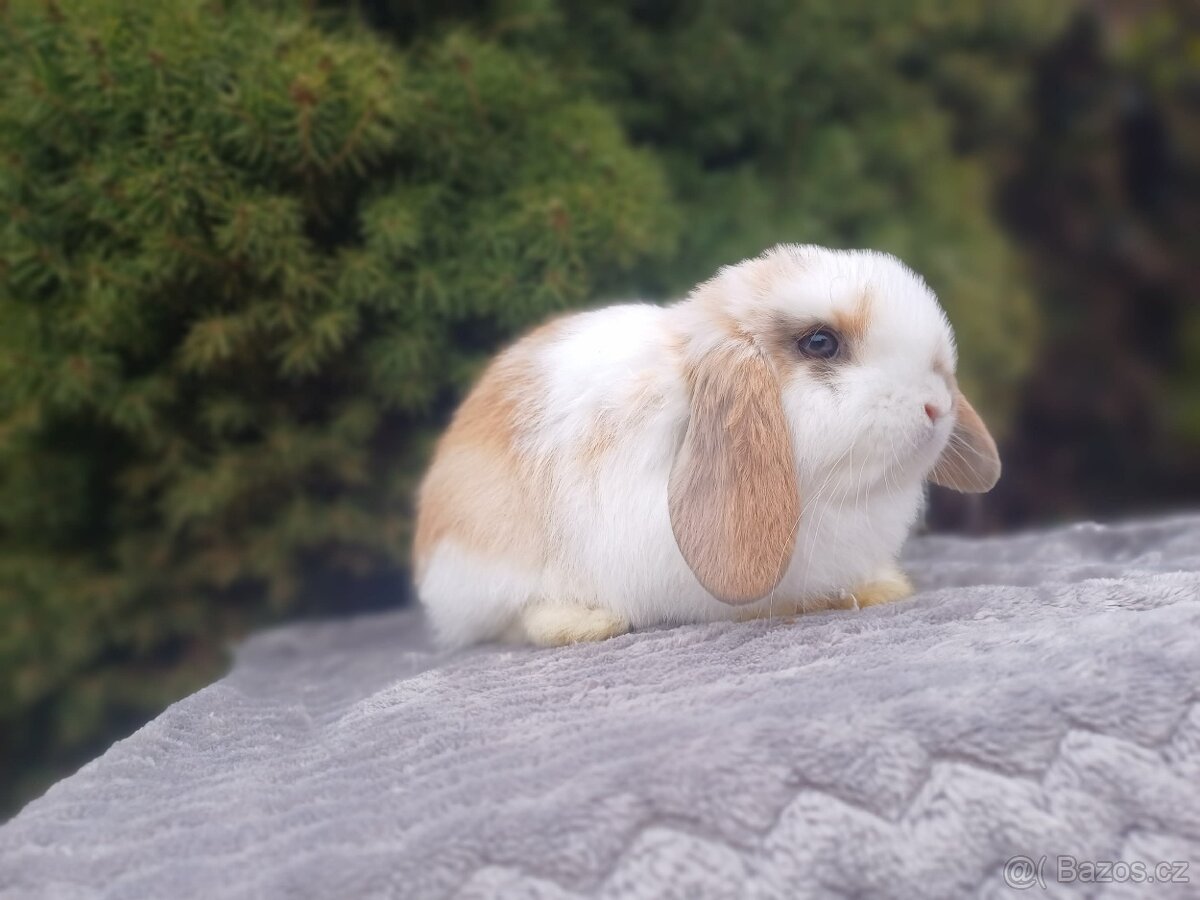 ★Poslední Volný Sameček Zakrslý Beránek MiniLop★ - 10