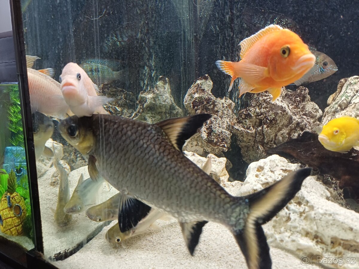 Parmička žraločí - 10