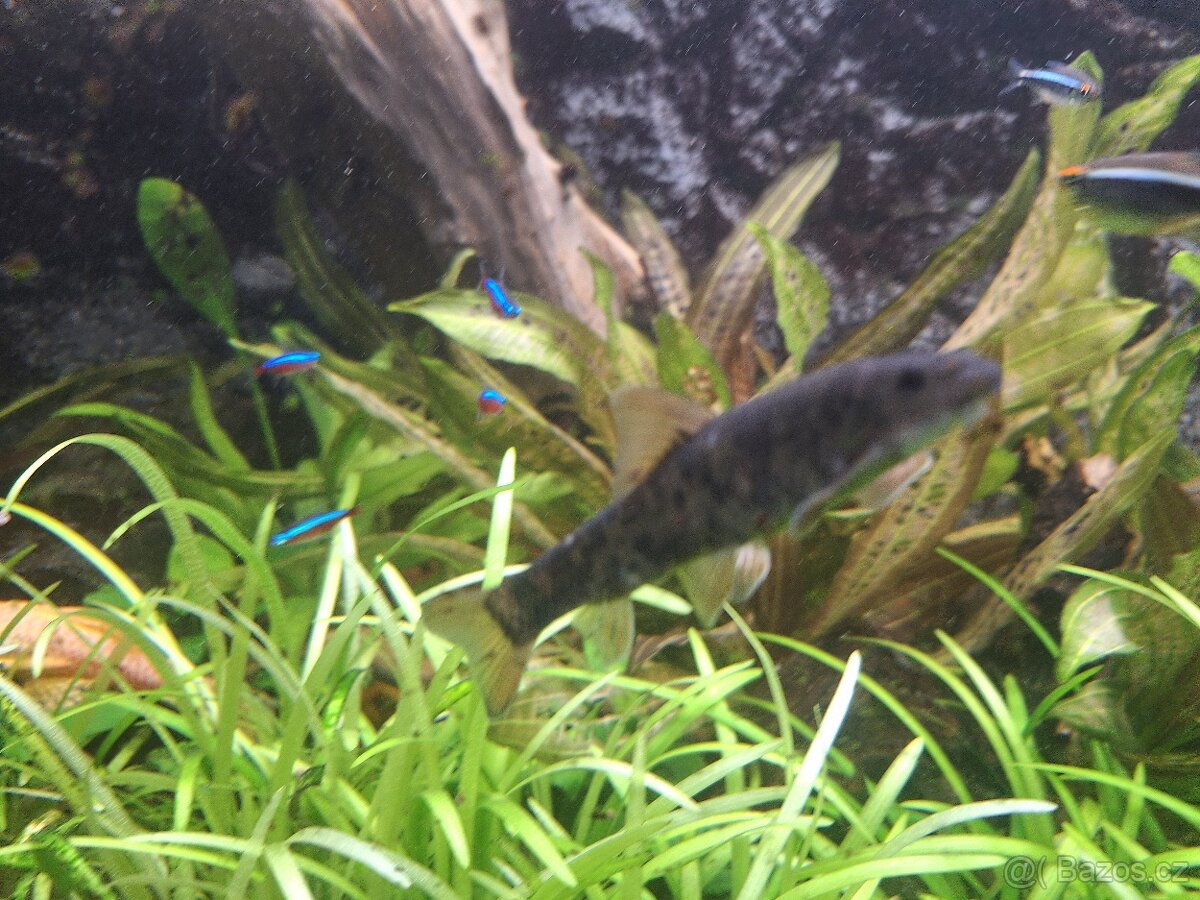 Levně prodám akvarijní rybky - 10