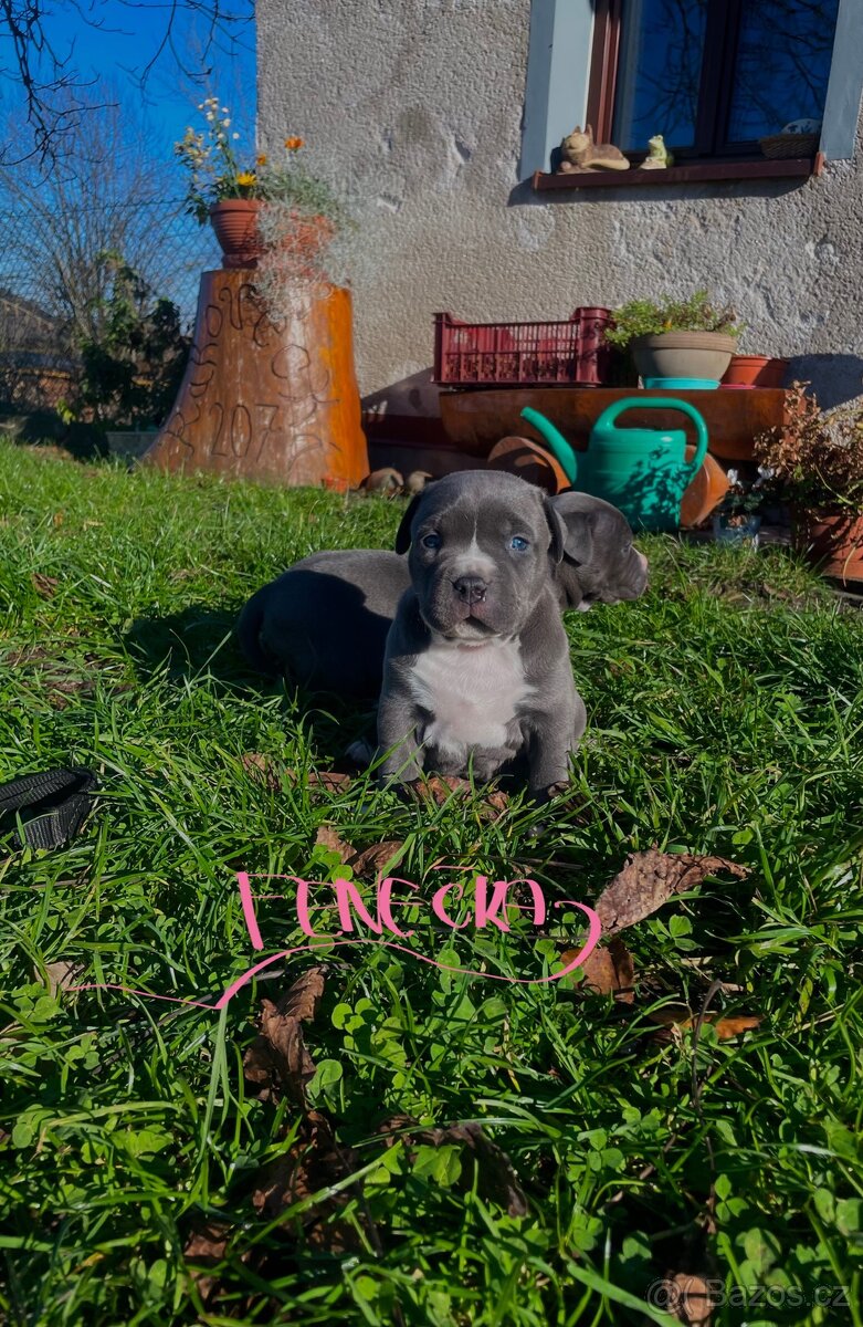 Americký staford modrý - štěňátka - 10