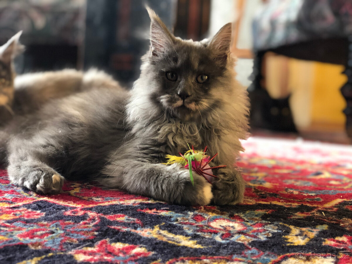 Mainská mývalí s PP - 10