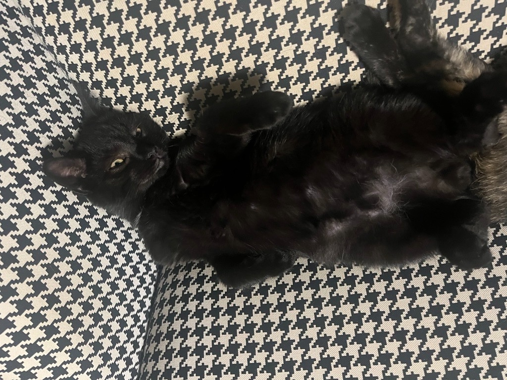 Černý kocour - 4 měsíce - 10