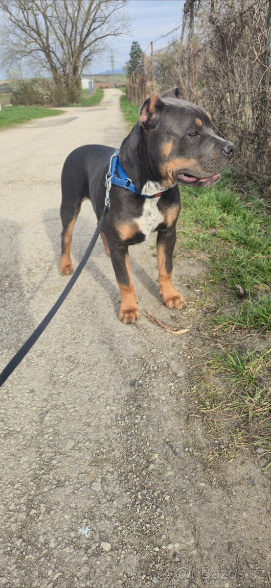 American bully xl - 10