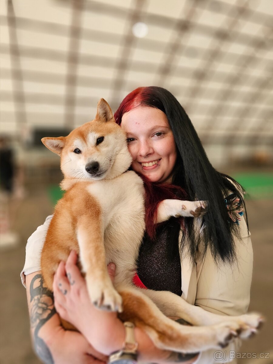 Shiba s PP FCI - 10