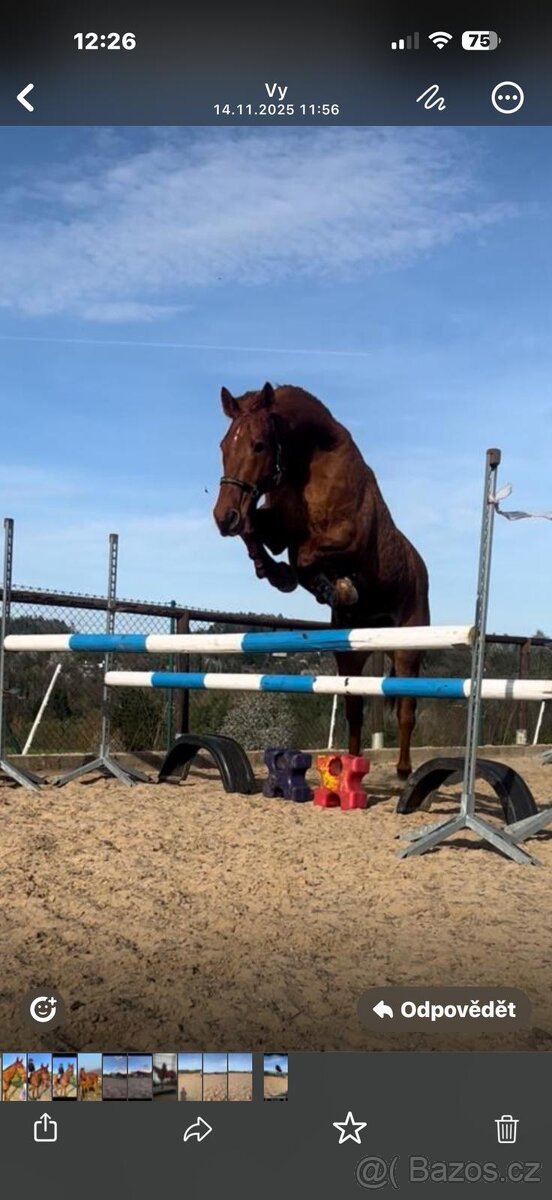 Valach 15 let do agroturistiky nebo jako hobby kůň - 10