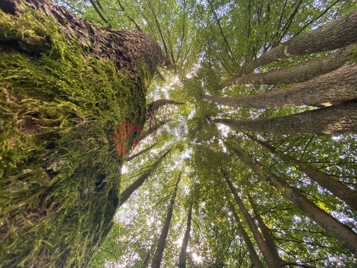 Prodej půvabného domu + stavební parcela v Malém Ježově, obe - 10