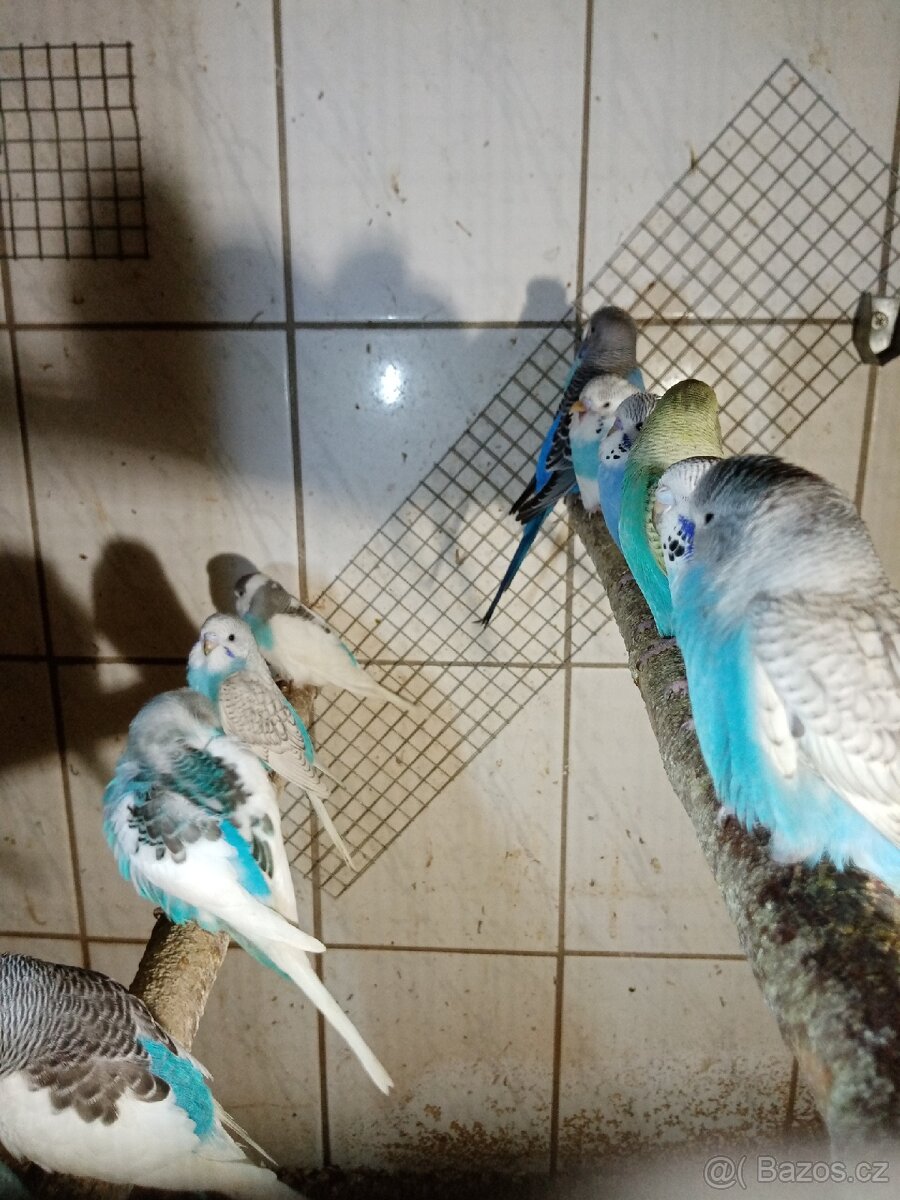 Andulka - andulky - 10