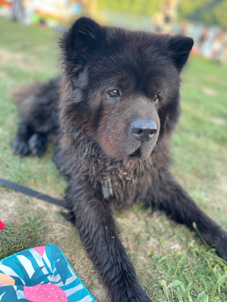 Hledáme fenku na krytí - Chow Chow (Čau Čau) - 10