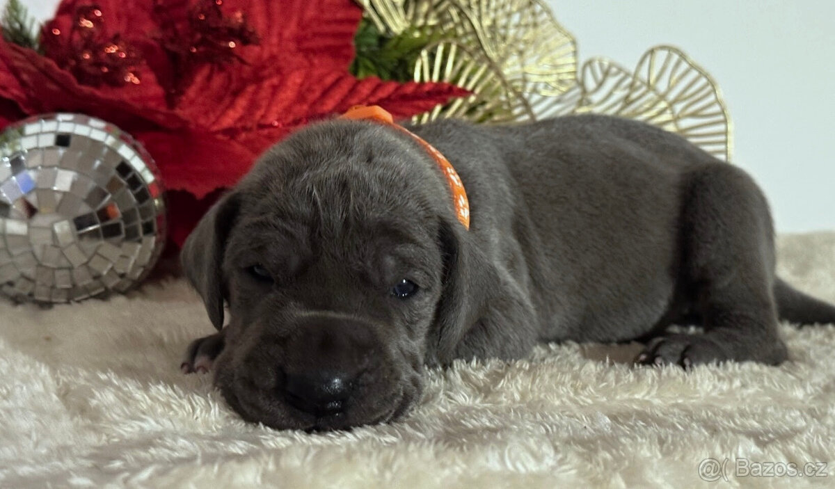 Německá doga modrá - 10