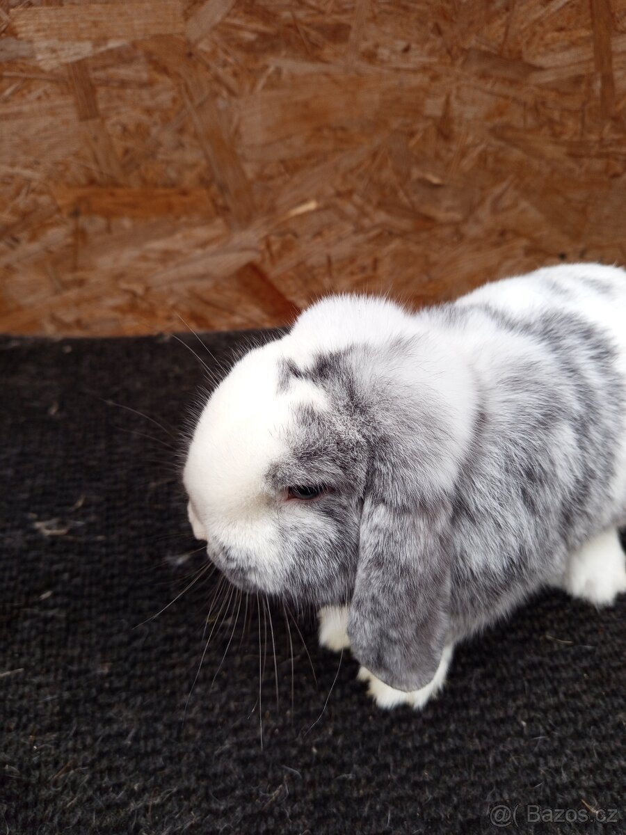 Zakrslý beran rhönský - 10