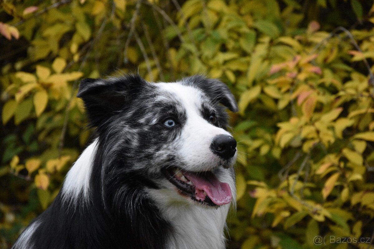 Krycí pes border kolie s PP FCI, nabídka krytí - 10