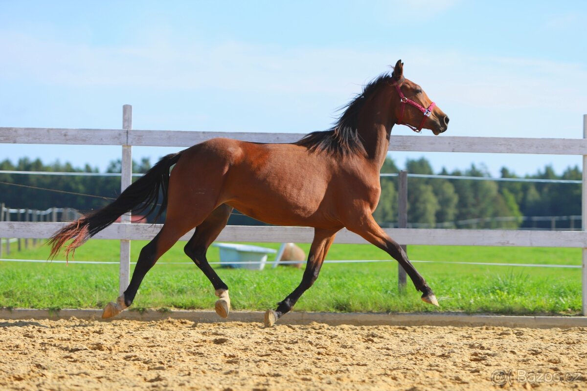 ____Klisna český teplokrevník___ - 10