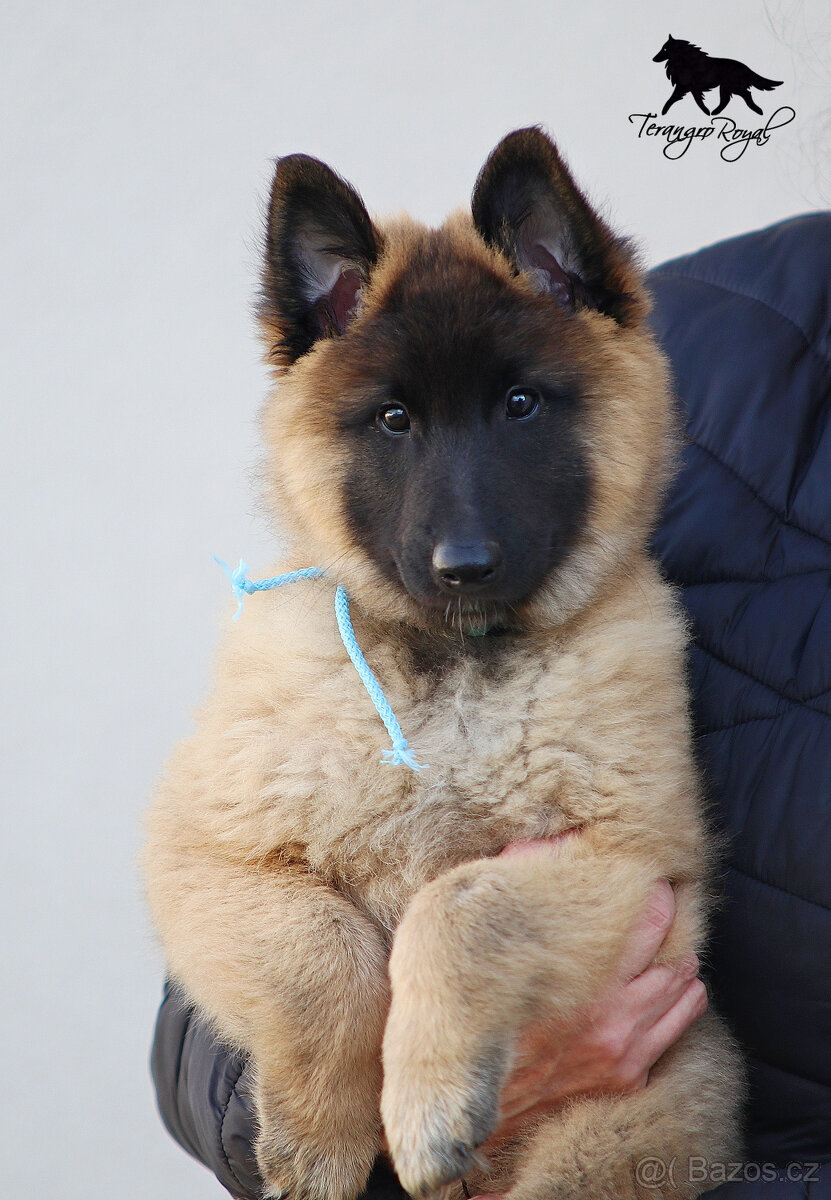 Belgický ovčák Tervueren s PP - štěňátka k odběru - kluci - 10