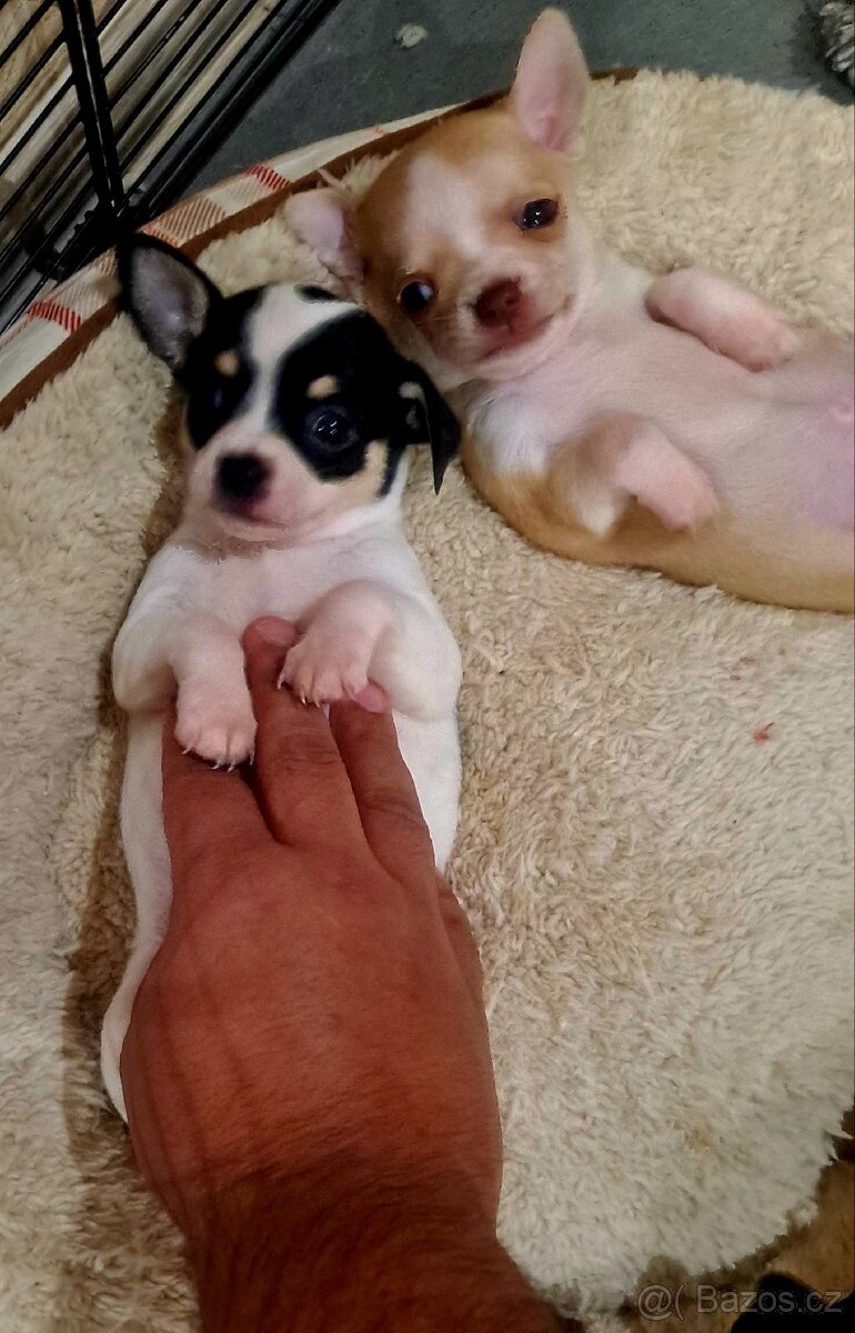 Prodám krásná štěňátka čivavy bez PP – 7 týdnů - 10