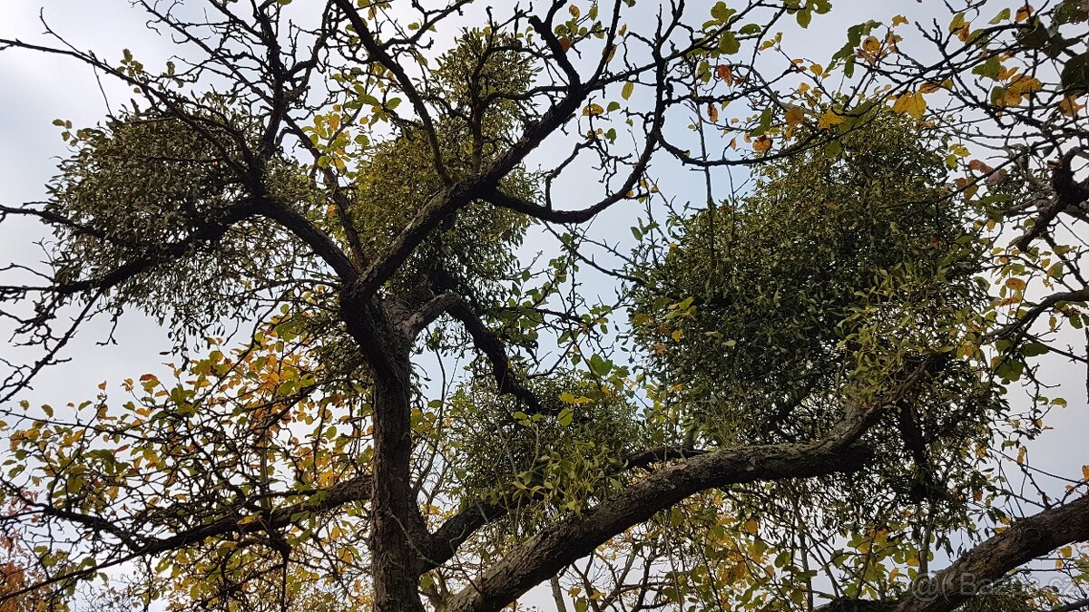 Prodám krásné jmelí na dekorace, do kytic apod. - 10