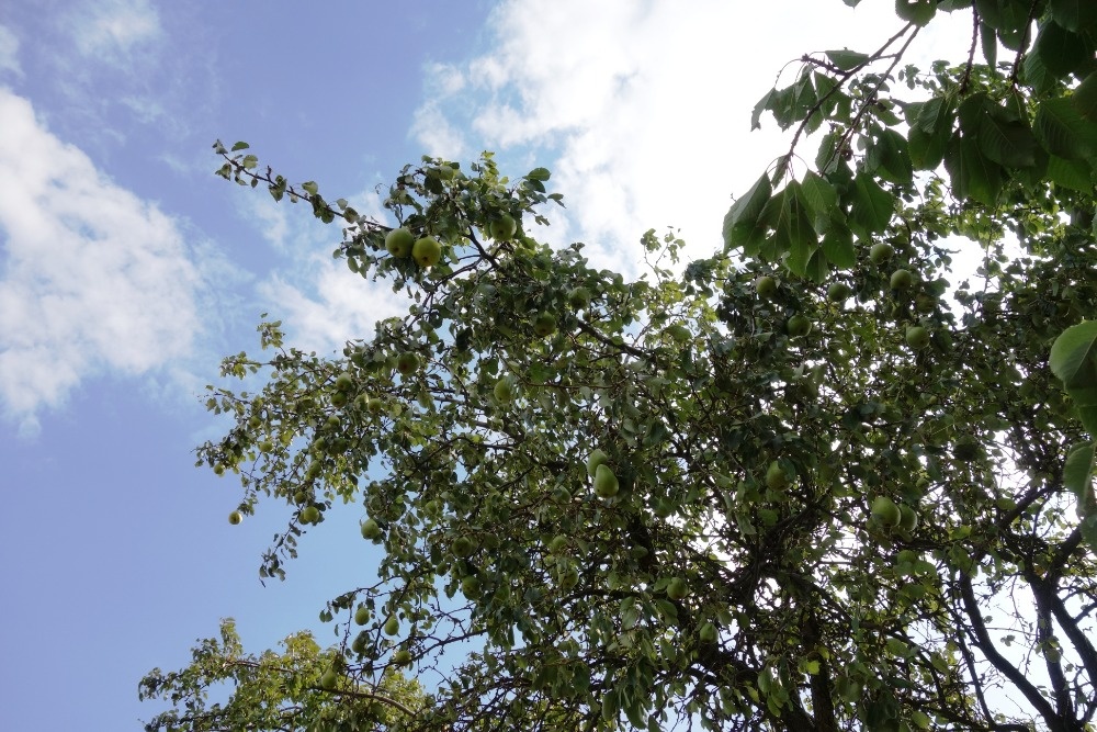 Zahrada - polosamota - 10