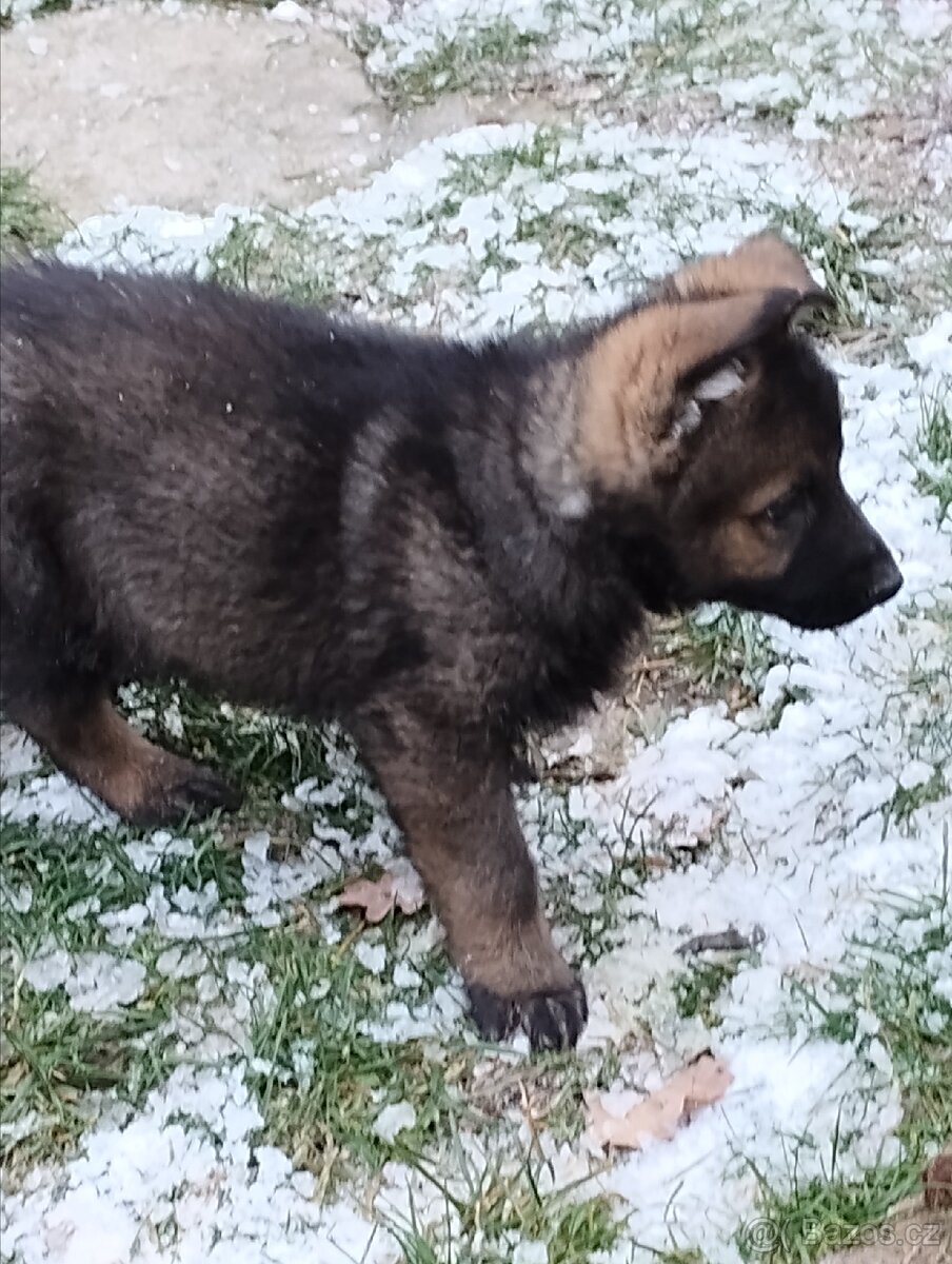 Německý ovčák - 10