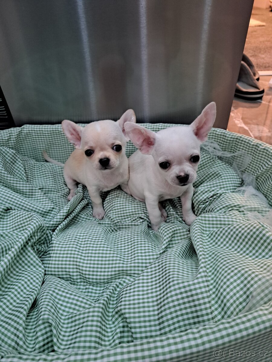 Čivava Mini pejsci - 10