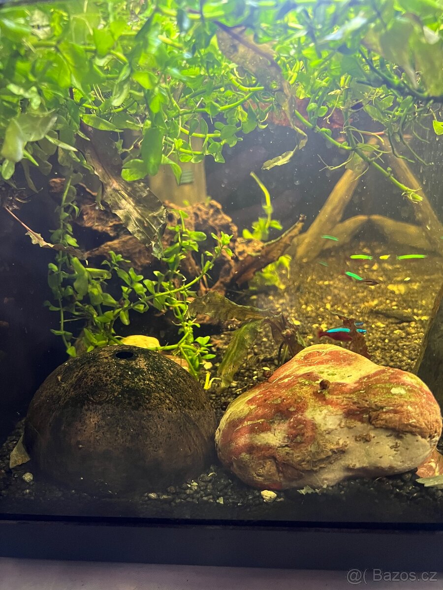 Akvárium INVITAL 60L. S rybičkama a filtrem Oase Bioplus 100 - 10