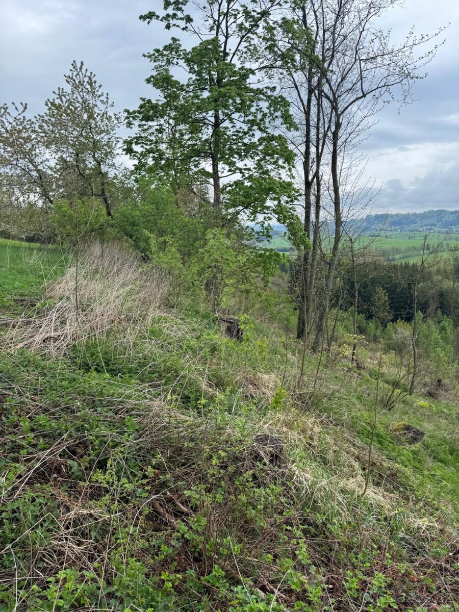 Prodám lesní pozemky v k.ú. Bukovina u Čisté. - 10