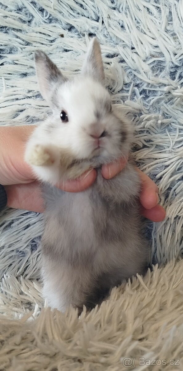Zakrslý králík - 10