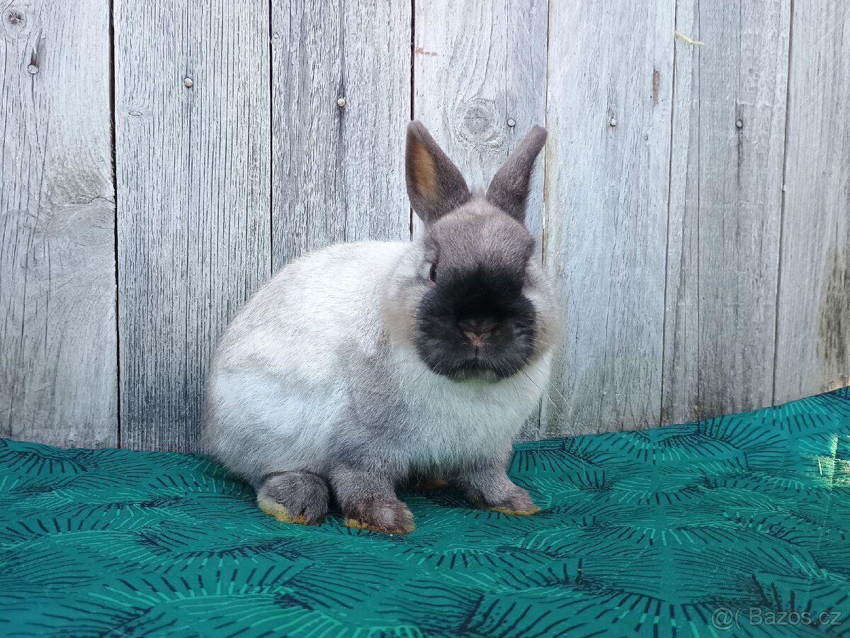 Zakrslý siam samečci s PP - 10