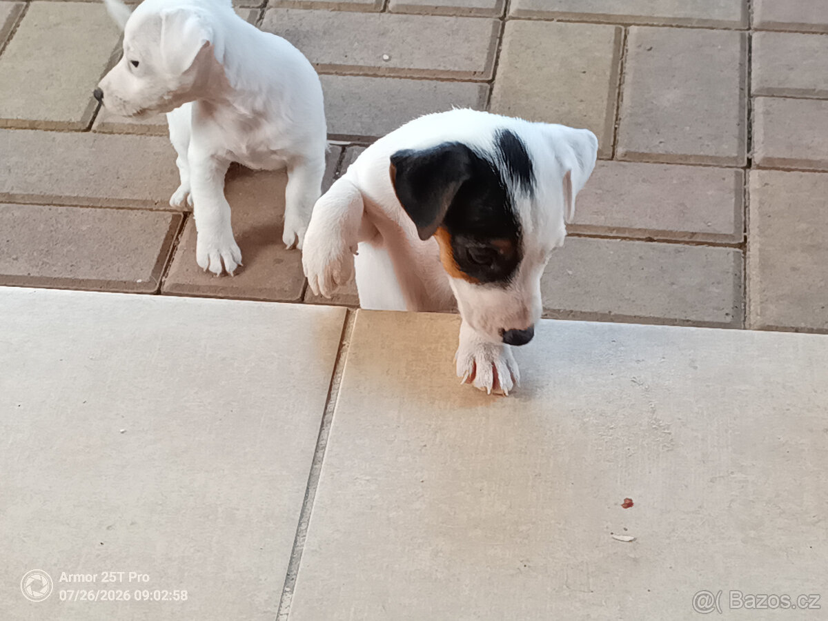 Jack Russel teriér - 10