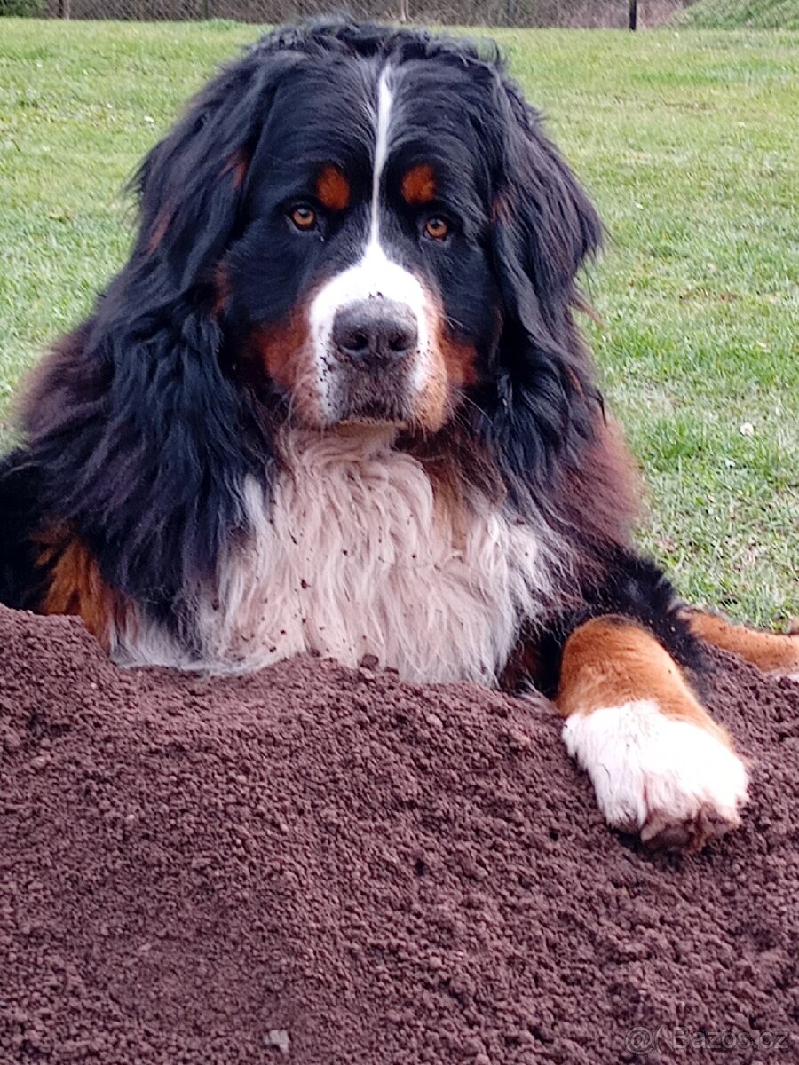 Krytí- Bernsky salašnický pes - 10