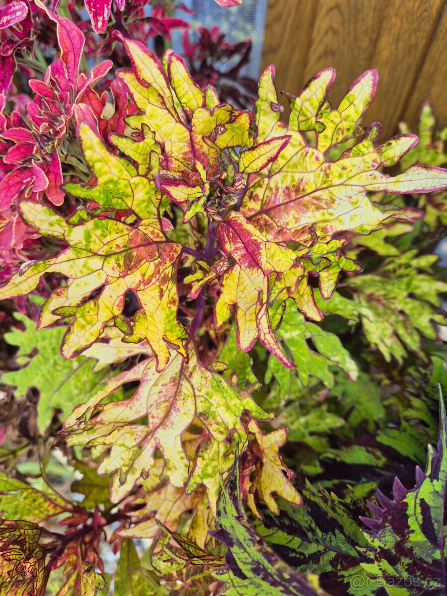 Africké okrasné kopřivy COLEUS SEMENA - 10