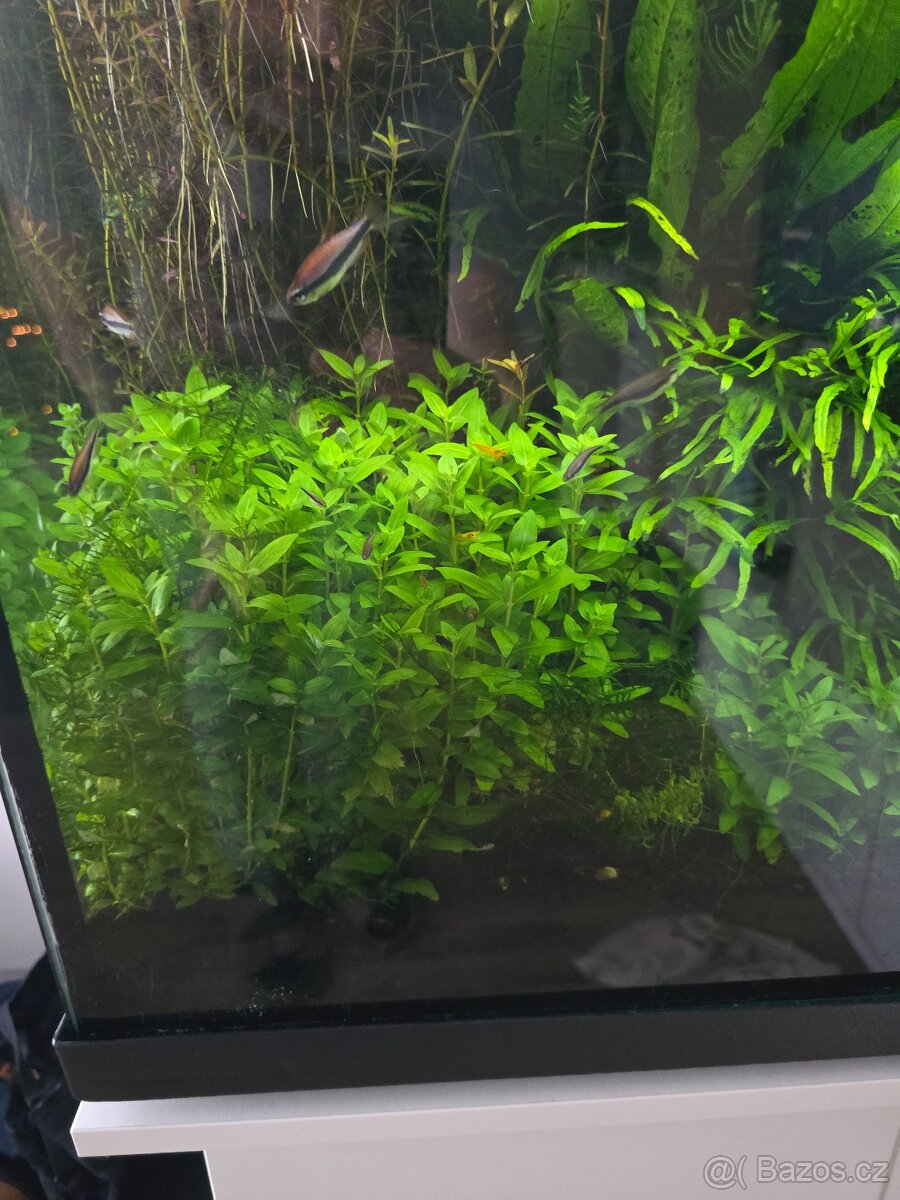 Prodám akvarijní rostliny rotala hra, javsky mech, Cryptocor - 10