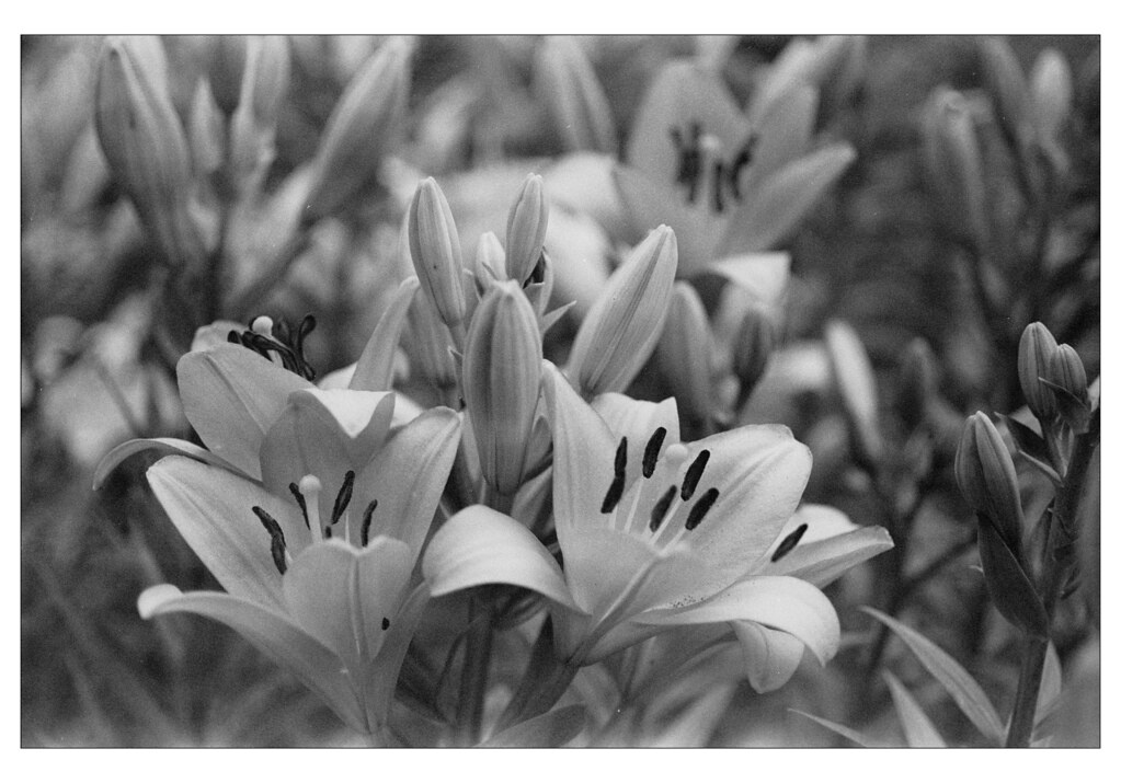 Leicaflex SL2 "50 Jahre" - 10