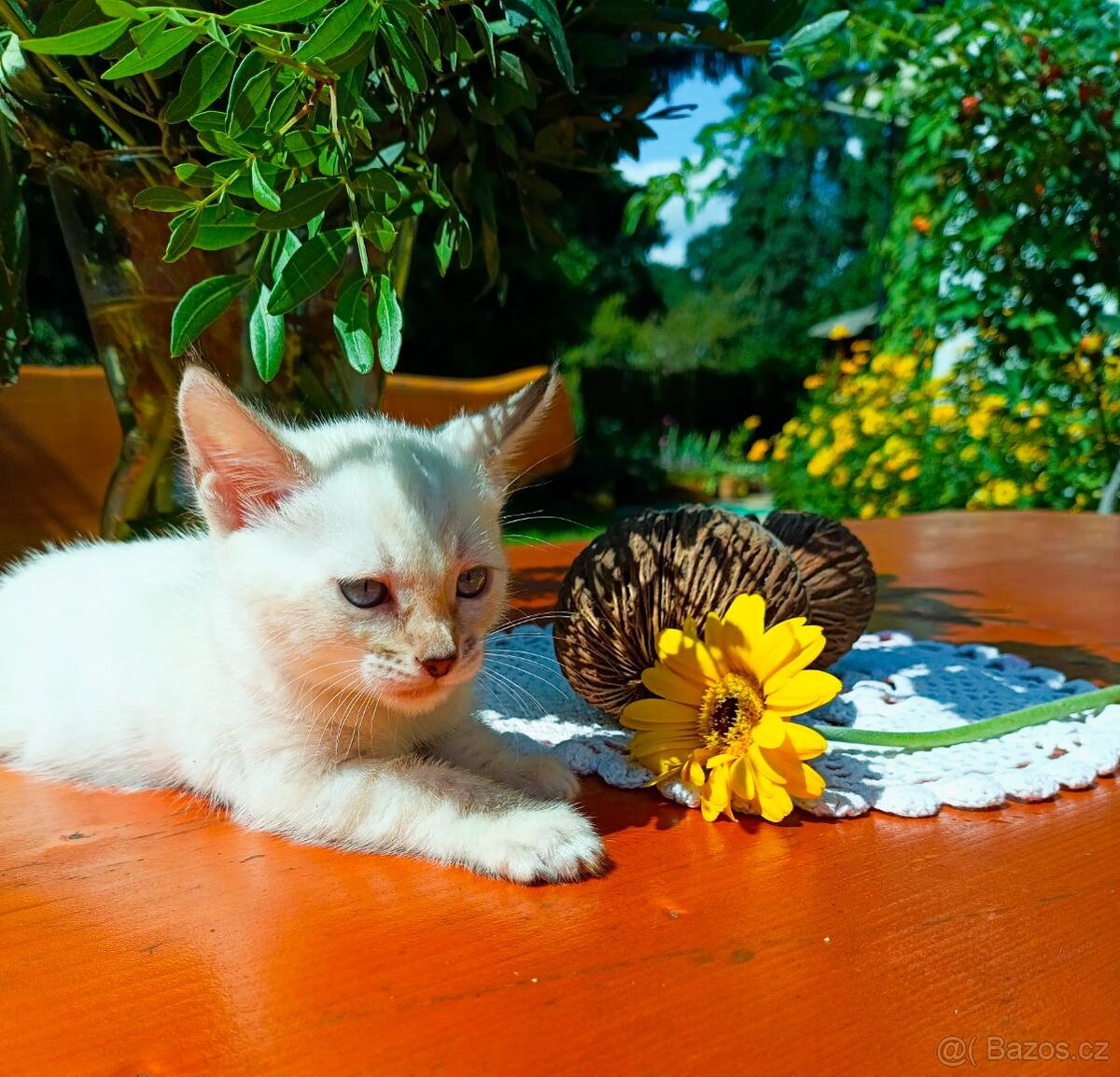 Předběžná Rezervace luxusní sněžná Bengálská koťáta s PP - 10