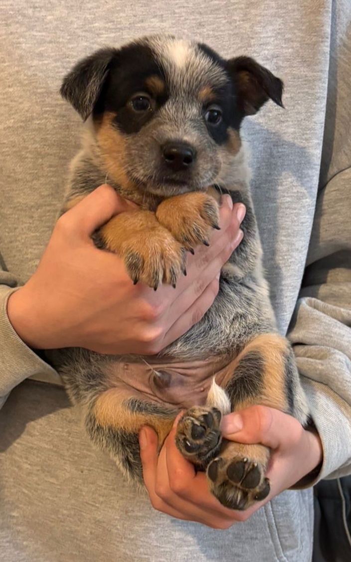 Australský honácký pes - 10