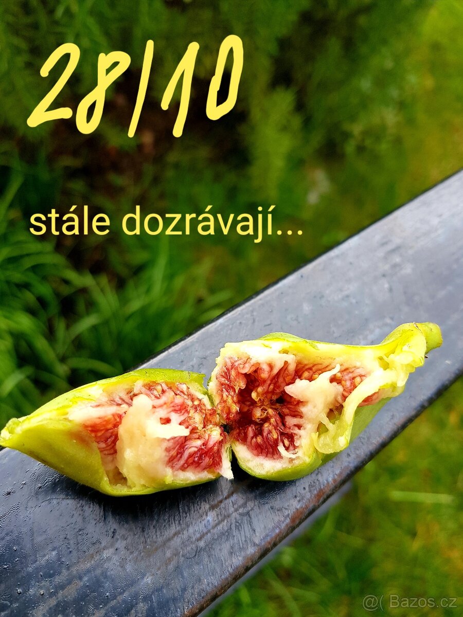 Fíkovník, Ficus Carica, Smokvoň, Brown Turkey, keře, stromky - 10