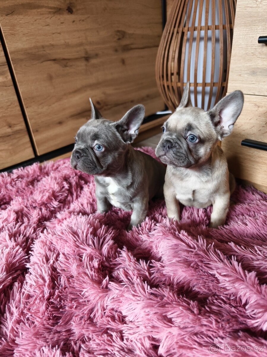 Francouzský buldoček štěňátka - 10