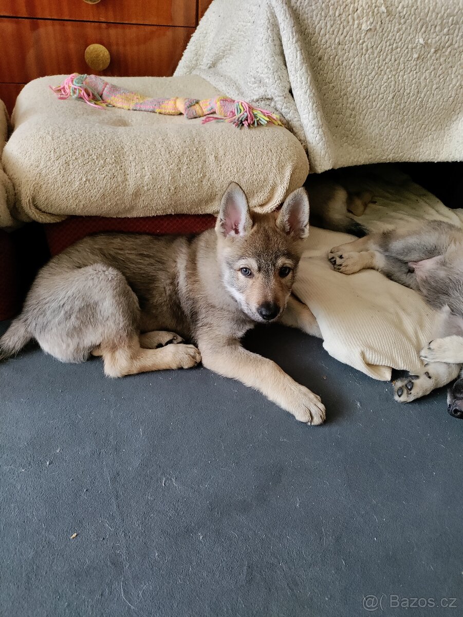 Československý vlčák - štěně s PP - 10