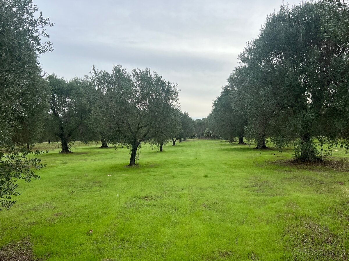 Olivový sad 9100m2 u moře - 10