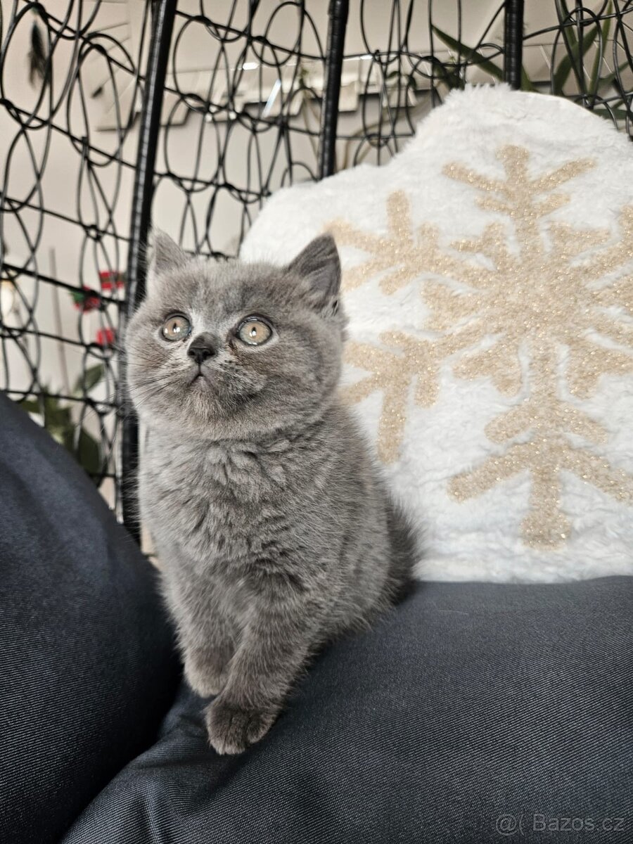 Britská koťátka - 10