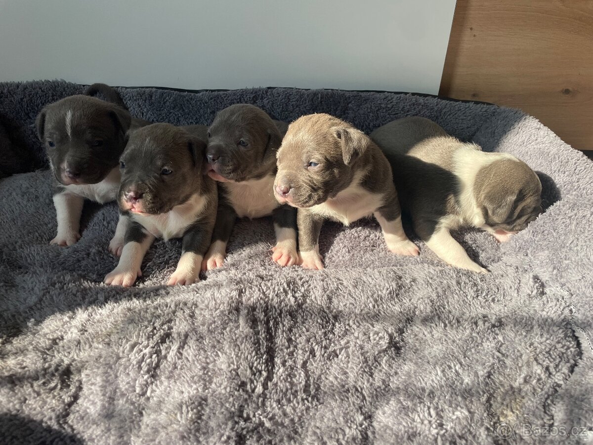 American Bully x Staford - 10