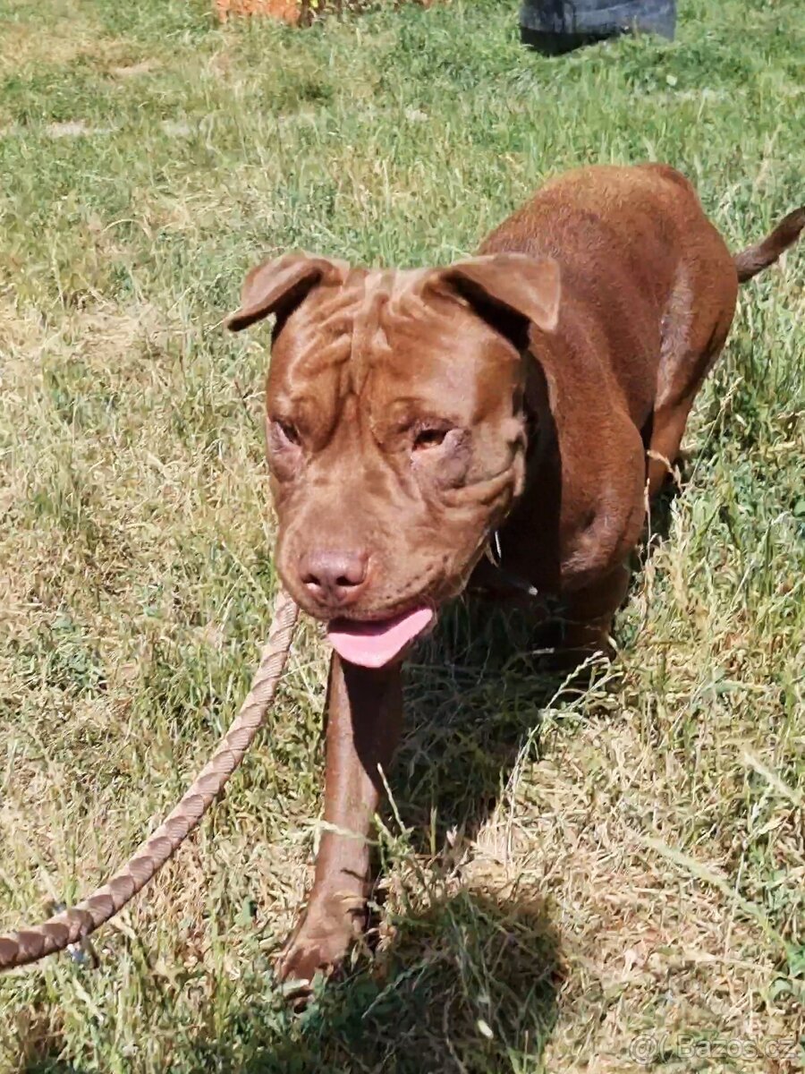 ČOKO K ADOPCI - zlomená něžná dušička - 10