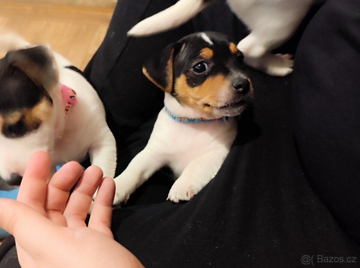 Jack Russell teriér - 10