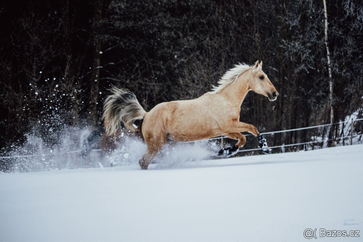 Klisna Rosa Kinská – krásná palomino - 10