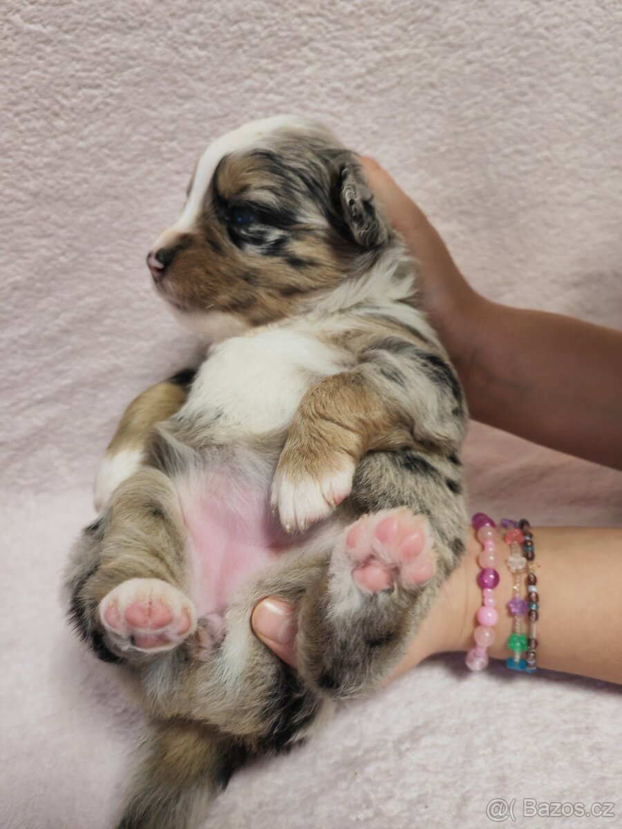 Štěňata Miniaturní americký ovčák s PP - 10