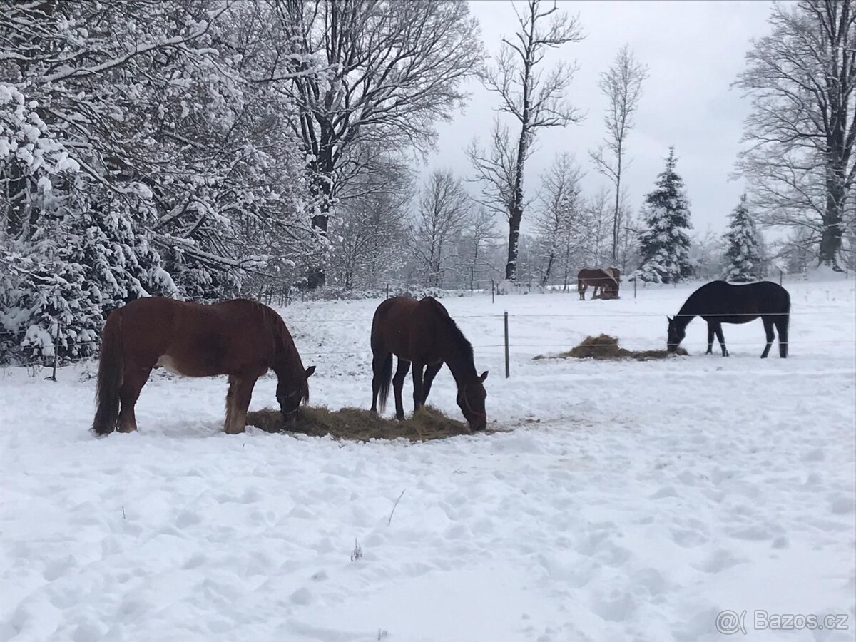 Ustájení koní - 10