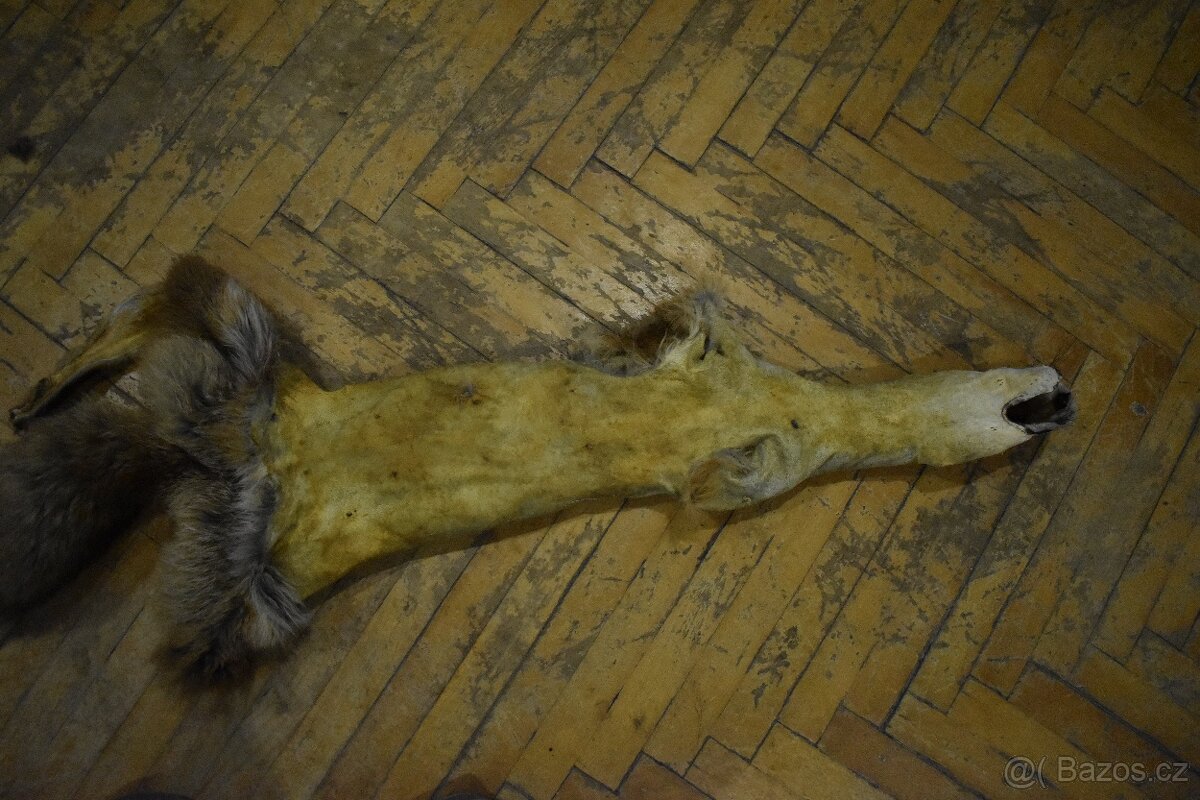 Kožešina liška - 10