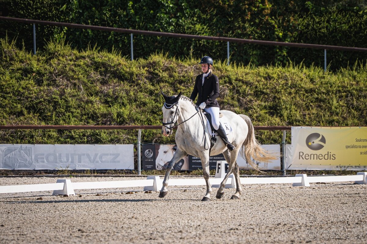 Starokladrubský valach na prodej - 10